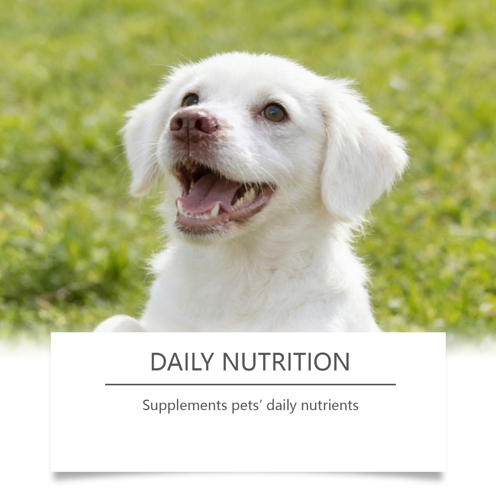 Dog Taurine Powder Easy-To-Mix - огляд і ціна Wellness Health Nutrition